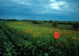 Organic farmers are careful in their selection of plant breeds, and organic researchers produce hardier plants through plant breeding rather than genetic pest and disease management: Lessons Learned Biodiversity Birds On Organic Farms Oregon Tilth
