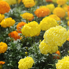 Image result for tagetes)