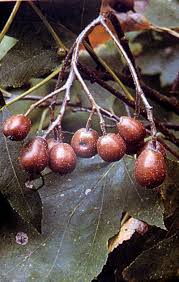 Image result for Thesium wilczekianum