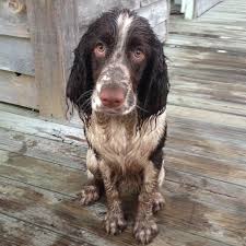 Meet ginger, cute, adorable, sweet, part english cutie. Springer Spaniel For Sale Petfinder