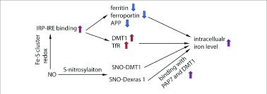 Schematic Chart Showing How No Regulate Iron Homeostasis No