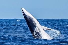 Image result for whale