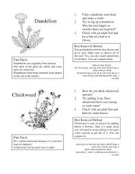 Remove them by hand before you go and reach for the weedkiller, try removing them by hand. Dandelion Chickweed
