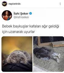 𝘑𝘢𝘦𝘨𝘦𝘳 adli kullanicinin mizah panosundaki pin komik capsler komik komik seyler