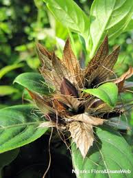 Image result for Barleria setosa