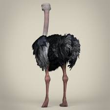 Low Poly Realistic Ostrich Poly Realistic Ostrich Low Poly Poly Realistic