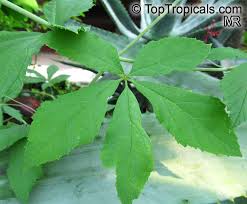 Image result for Cissus guerkeana