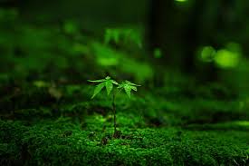 Cheap aquariums & tanks, buy quality home & garden directly from china suppliers:ista aquarium water plants cultivation planting growing water plant pot enjoy free shipping worldwide! Hd Wallpaper Macro Moss Grass Plants Leaves Blurred Bokeh Tiny Water Drops Wallpaper Flare