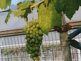 Below is some pictures of flowers that can be found in this flwoer garden. Taman Agroteknologi Mardi Langkawi Wendy Pua Malaysia Chinese Lifestyle Blogger