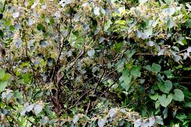 Image result for Homalium