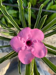 Image result for Adenium swazicum
