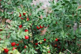 Browse pictures and read growth / cultivation information about ruscus species, butcher's broom (ruscus hypoglossum) supplied by member gardeners in the plantfiles database at dave's garden. Ruscus Aculeatus Wheeler S Form Nurseries Caroliniana