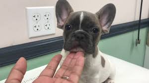 This is our spoiled little guy. Jade Akc French Bulldog Boy 9 Weeks Old Blue Fawn Pied Youtube