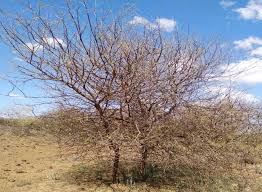 Image result for Blepharispermum pubescens