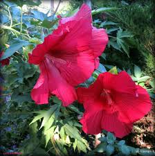 Check spelling or type a new query. Hybrid Hardy Hibiscus Hibiscus Lord Baltimore In The Hibiscus Database Garden Org