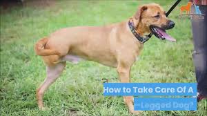 Maybe you would like to learn more about one of these? Can Dogs Have Down Syndrome