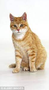 Ginger Cats Are Top Of The Felines But Tabbies Are Temperamental Daily Mail Online