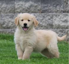 Golden retrievers are among america's most popular breeds. Golden Retriever Puppies For Sale Colorado Springs Co 215760