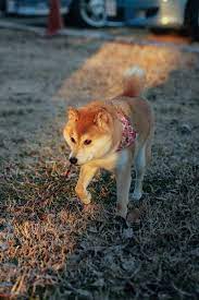 Wow This Is Doge I Love Dogs Shiba Inu Dog Rescue Dogs