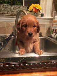 Bath Time For The Golden Retriever Puppies Goldenretriever Puppies Facebook Com Goldenwr Retriever Puppy Dogs Golden Retriever Red Golden Retriever Puppy