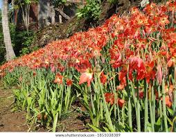 Image result for Hippeastrum puniceum