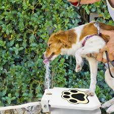 Limited time sale easy return. Outdoor Dog Water Fountain Hmdcrtn