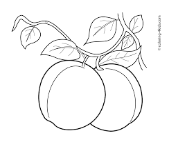 The fruit is called a drupe because it is composed of three distinct layers: Apricots Fruits Coloring Pages For Kids Printable Free Fruits Coloring Pages Coloring Pages For Kids Coloring Pages