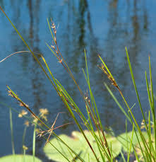 Image result for Scleria angusta