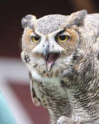 Maybe you would like to learn more about one of these? Great Horned Owl Screeching Photograph By May Finch