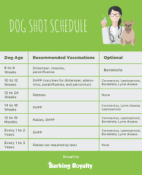 Which shots do puppies need? Puppy Vaccination Schedule Side Effects Requirements Animal Bliss
