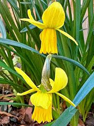 Image result for Meiosperma bracteatum