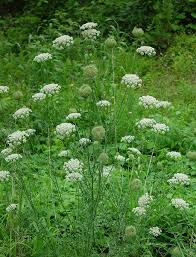 Http Adoptapieceofgreen Files Wordpress Com 2010 11 Daucus 2 Jpg Edible Wild Plants Wild Plants Plants