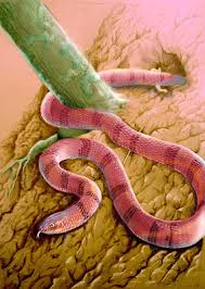 Image result for Najas horrida