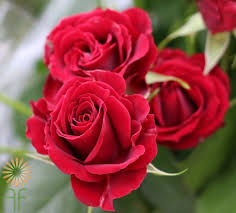51 gorgeous summer wedding bouquets | wedding forward. Black Jack Spray Roses L Wholesale Flowers Diy Wedding Flowers