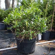 Check spelling or type a new query. Prunus Laurocerasus Otto Luyken Otto Luyken Cherry Laurel Servescape