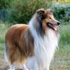 Australian shepherd puppy for sale near texas, clarksville, usa. 1