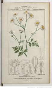 Chrysantheme Elevee Lecons De Flore Planches Cours Complet De Botanique Explication De Tous Les Syste Illustration Botanique Botanique Croquis De Fleurs