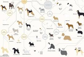 the family tree of dogs chart reveals how every breeds