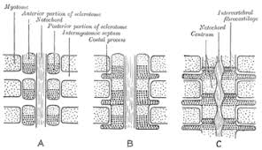 Truncal vertebrae (divided into thoracic and lumbar vertebrae in mammals) lie caudal (toward the tail) of cervical vertebrae. Vertebra Wikipedia