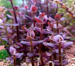 Variety or cultivar 'purple knight' _ 'purple knight' is a vigourous, mounding, evergreen perennial with long, spreading stems bearing bright purple flowers in summer to early. Green Effect The Scape Room Bacopa Salzmannii Aka Purple Bacopa Facebook