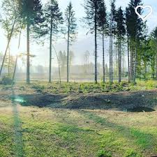 Sieht Unser Park Allgau Nicht Magisch Aus Danke An Michael Aus Krefeld Fur Das Grossartige Foto In 2020 Instagram Tree Plants