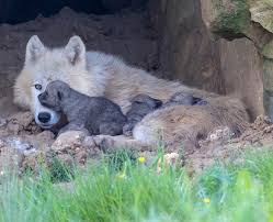 Manente, comportant 42 meutes (oncfs. Une Tres Heureuse Nouvelle La Naissance De Louveteaux Beauval Actus