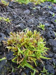 Image result for Pycreus polystachyos