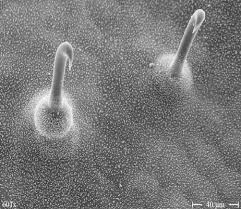 Image result for Aristolochia triactina