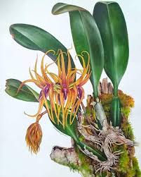 Image result for Bulbophyllum intertextum