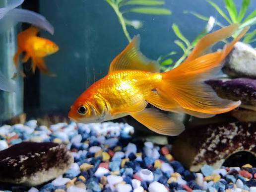 Fantail (goldfish) - Wikipedia