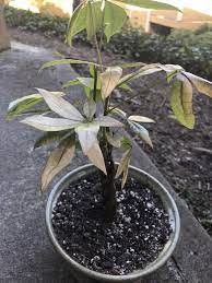 Help Why Are My Money Tree Leaves Yellowing This Is My First Money Tree And I Recently Just Transplanted From Origi Money Trees Money Tree Plant Tree Leaves