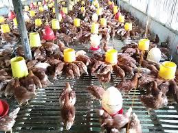 Lahan usaha ternak ayam ras petelur memiliki prospek ekonomi yang baik. Jual Doc Ayam Petelur Di Tasikmalaya Contoh Makalah