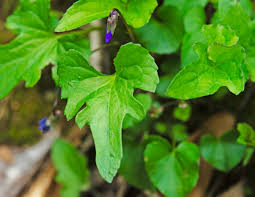 The leaves fall in november. Three Lobed Or Wood Violet Viola Palmata Western Carolina Botanical Club