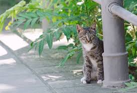 Reduce the feral cat population feral cats contribute to overpopulation and the public isn't as tuned into this problem because they don't hear about it. Feral Cats And Tnr Tcap Affordable Spay Neuter And Vaccinations